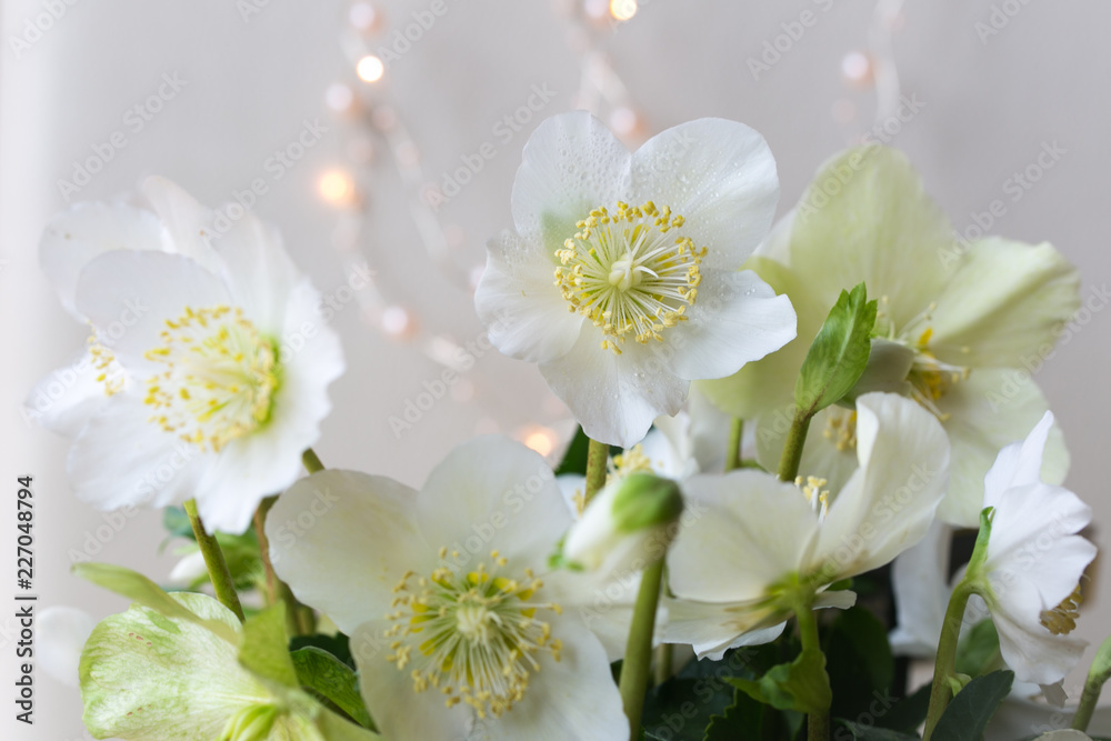 Obraz premium Chritrose weiss