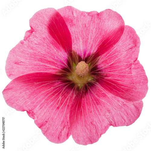 Flower of mallow, isolated on white background