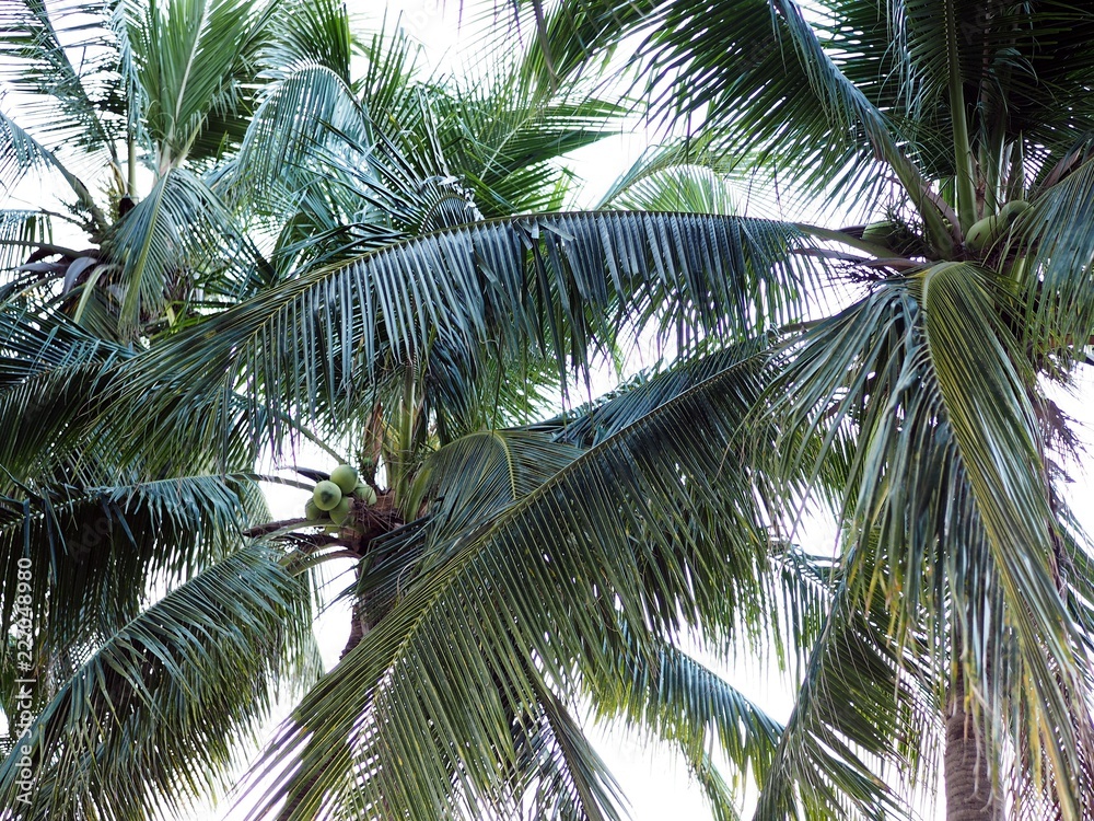 Fototapeta premium Branches of coconut palms under the sky