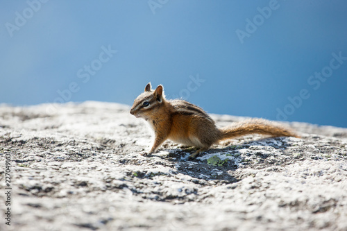 chipmunk squirrel blue sky