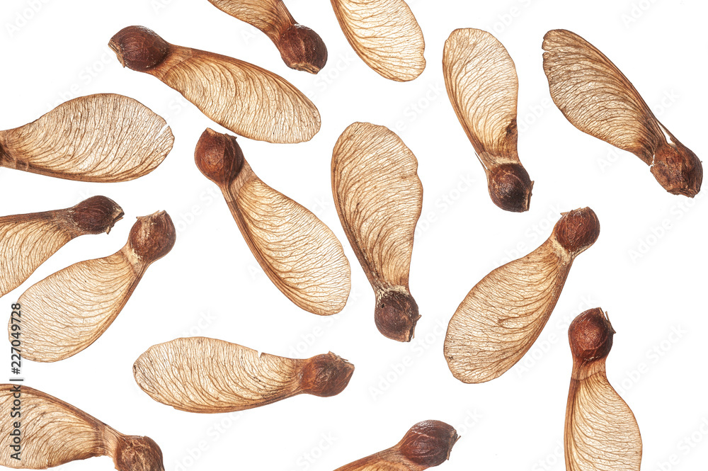 Maple fruits on white background Maple fruits on white background