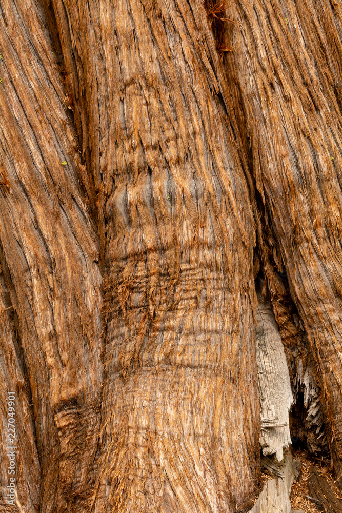 Wood texture and background of a pine tree Wood texture and background of a pine tree