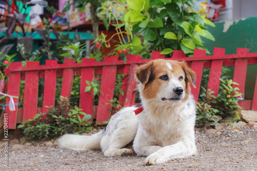 Thai dog lay down in front of red wooden fence