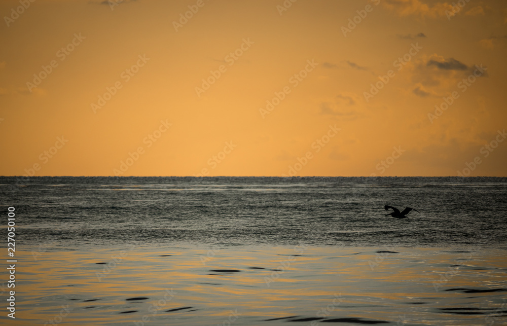 pelicano volando sobre el mar al amanecer