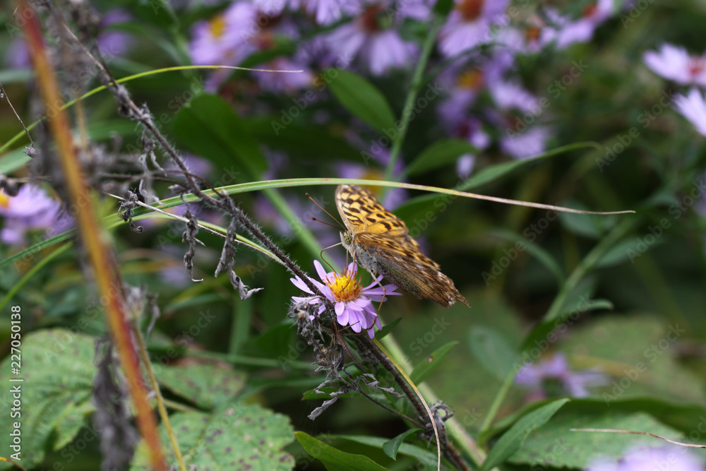 Butterfly pearl on a single aster flower ... Butterfly pearl on a single aster flower ...