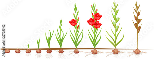 Life cycle of gladiolus plant. Stages of growth from planting corm to adult plant with flowers and seeds photo