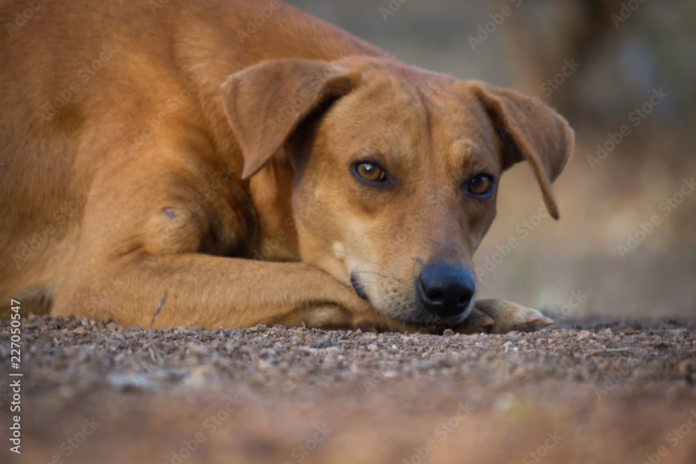 A dog sitting and looking away very curiously A dog sitting and looking away very curiously