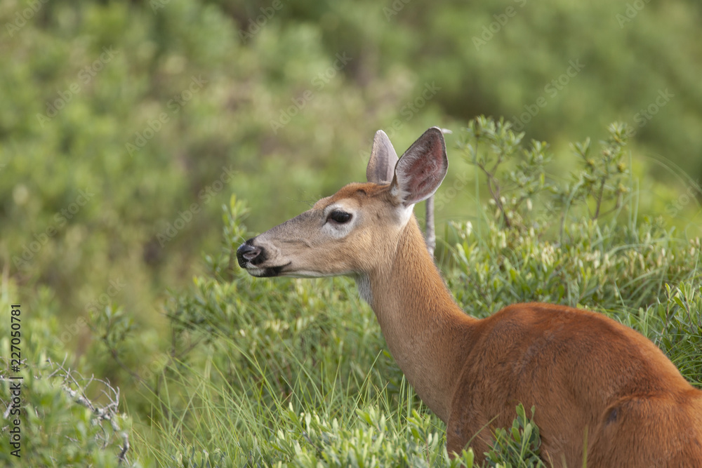 White-tailed Deer in Baxter State Park, Maine USA White-tailed Deer in Baxter State Park, Maine USA