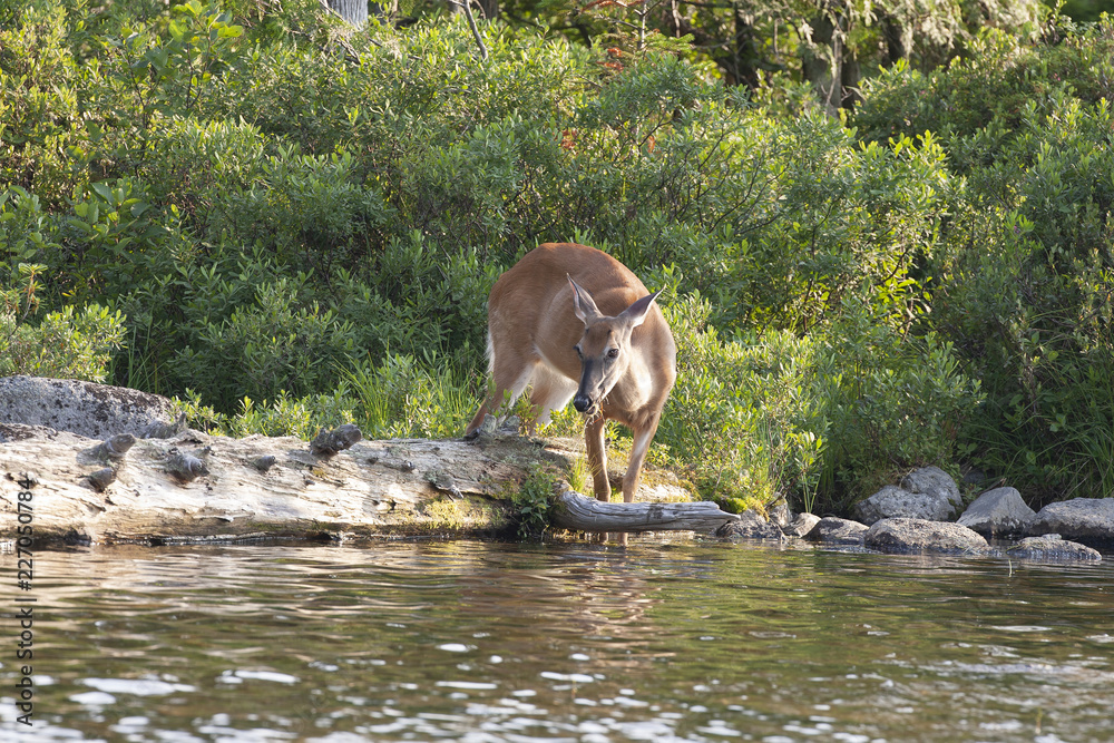 Naklejka premium White-tailed Deer in Baxter State Park, Maine USA