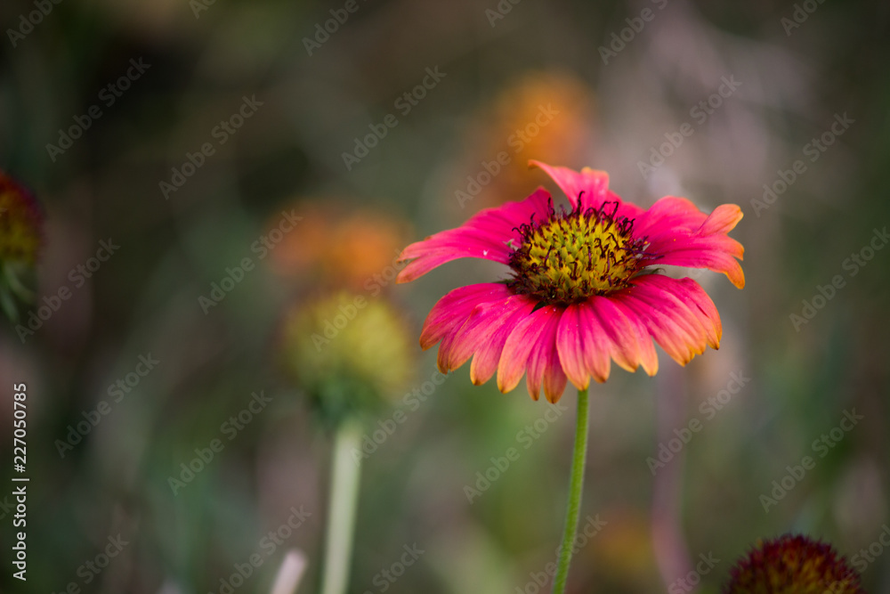 Obraz premium Gaillardia flower blooming away on a beautiful spring day