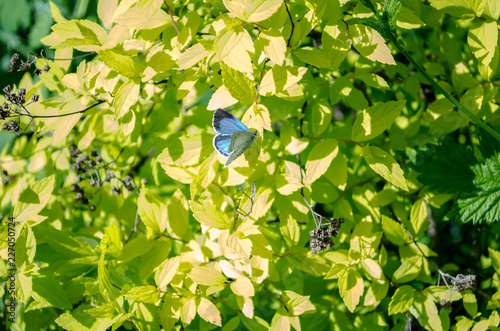 blue butterfly on green leaves in the spring photo