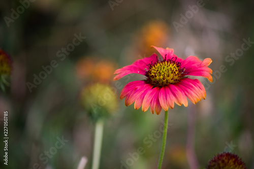 Fototapeta Naklejka Na Ścianę i Meble -  Gaillardia flower blooming away on a beautiful spring day