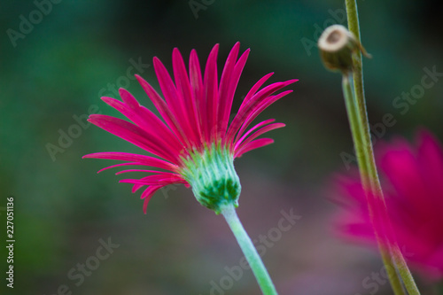 Fototapeta Naklejka Na Ścianę i Meble -  Beautiful Pink  Sunflowers blooming away so brightly in the garden with a nice soft background.