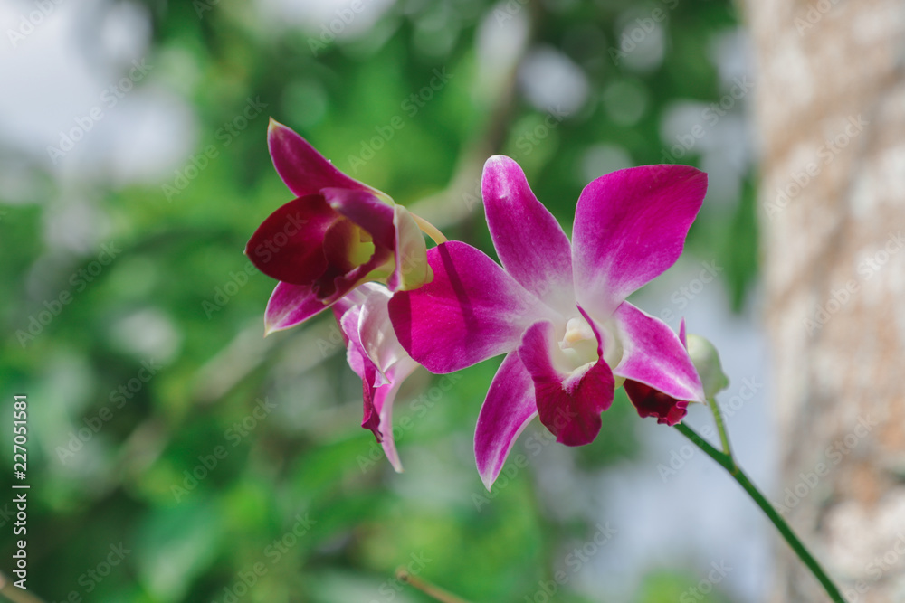 Orchid flower with blur nauture background Orchid flower with blur nauture background