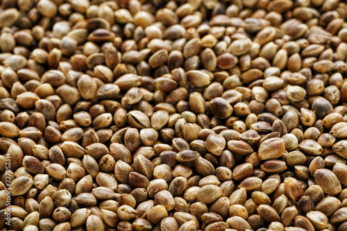 Hemp seeds. Close up. Space for text. photo