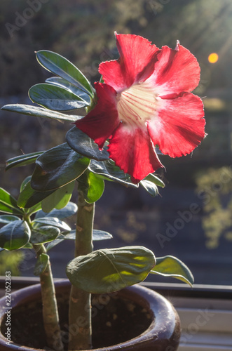 Red flowers blooming on succulent tree in houme pot photo