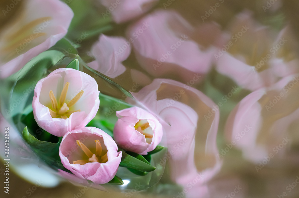 Gently pink three tulips on reflection background Gently pink three tulips on reflection background