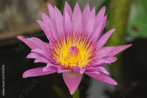 Closeup pink lotus flower with blur background. 