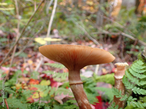 champignon photo