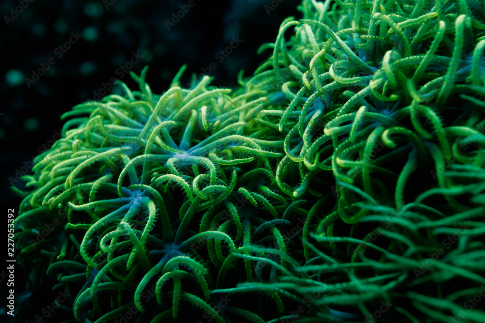 Naklejka premium rozmycie zielonych gwiazd polipów korale w nocy