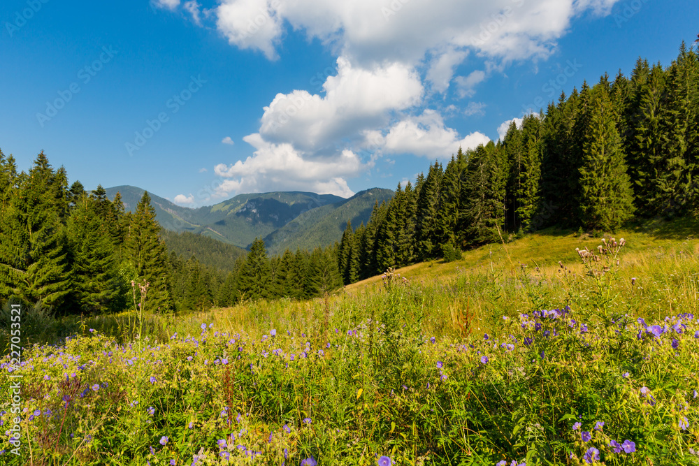 Fototapeta premium flowers mountain meadow