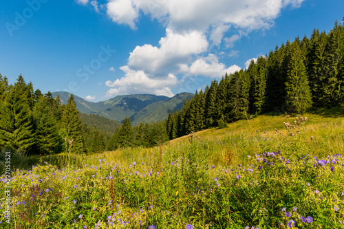 flowers mountain meadow © Pavlo Klymenko