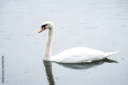 white swan. White swans together, pair swims in the pond