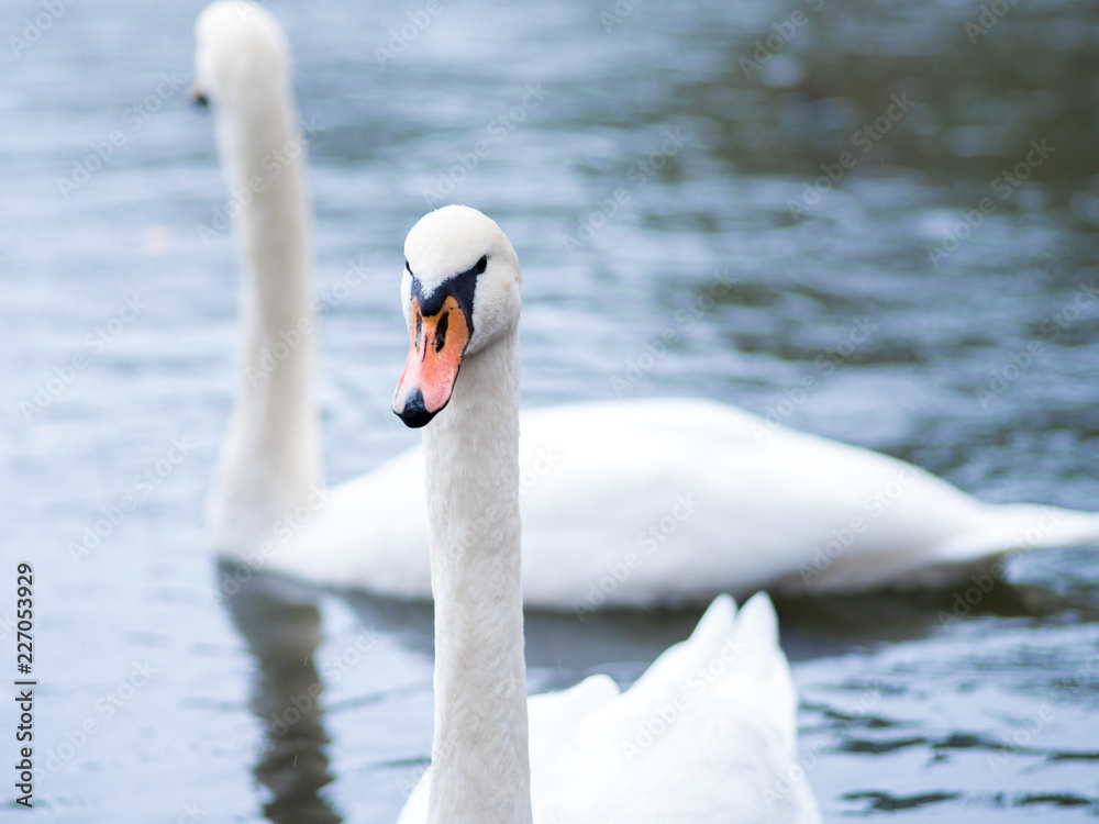 white swan. White swans together, pair swims in the pond white swan. White swans together, pair swims in the pond