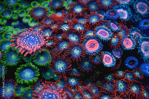 blur colorful Zoanthid corals 