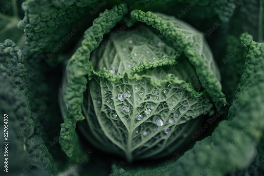 Fototapeta premium Cabbage