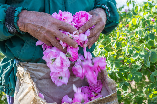 Man and picked by him fresh pink roses (Rosa damascena) for perfumes and rose oil in garden on a bush during spring. Close up view of his cracked hands. Selective focus. Agricultural concept.