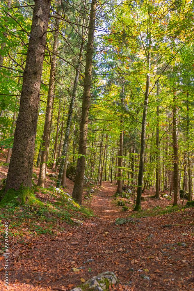 Weg im Herbstwald