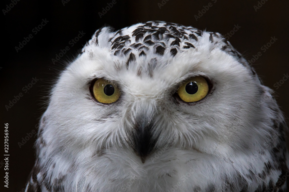 Obraz premium シロフクロウ