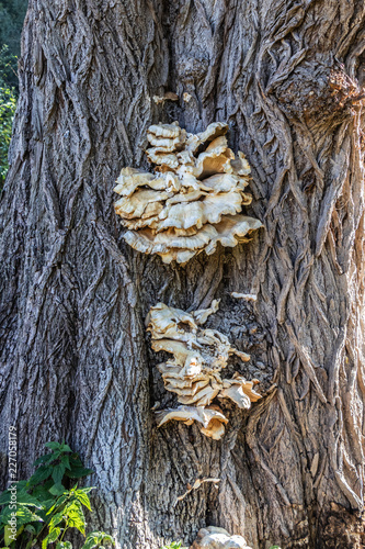Polypores on an old tree