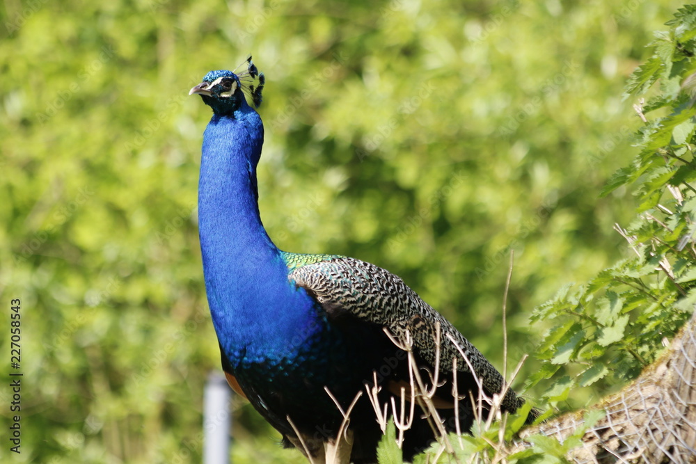 Obraz premium Paw bez koła