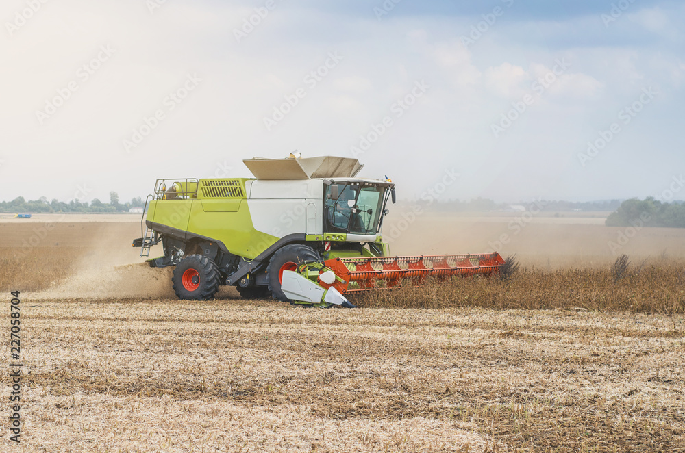 Obraz premium Agricultural combine harvests soybeans in the field