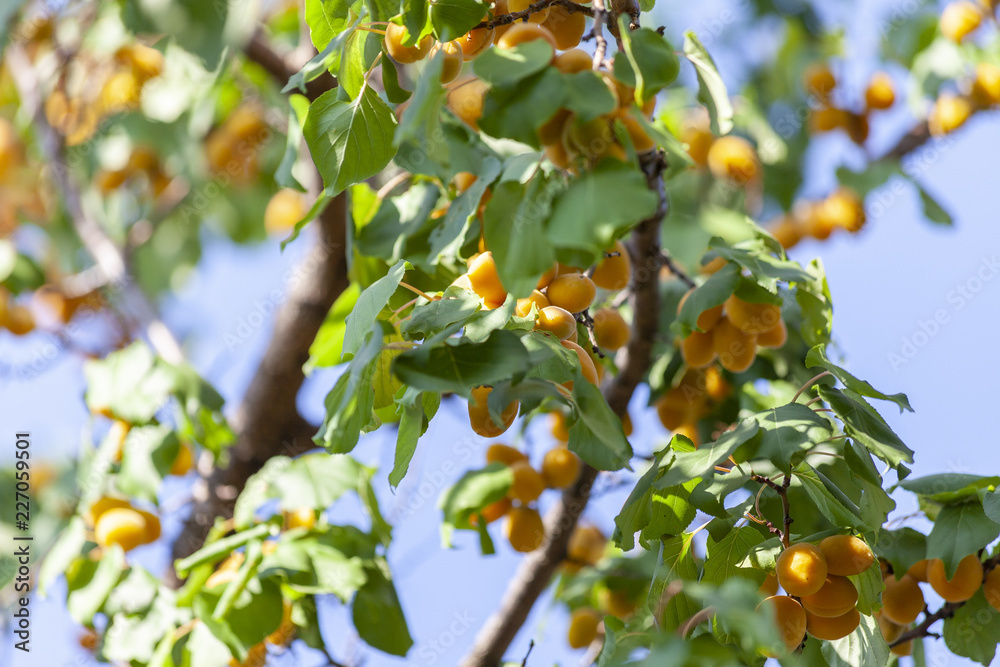 Apricots in the sun. Juicy fruit on the branches of trees. Ripe apricot is ready for harvesting.