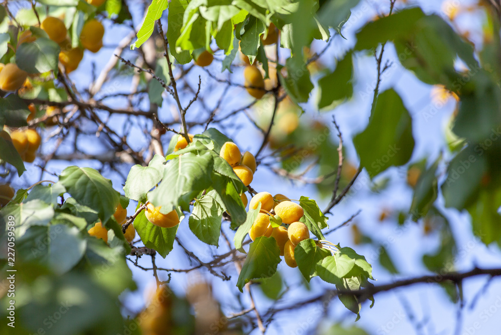 Apricots in the sun. Juicy fruit on the branches of trees. Ripe apricot is ready for harvesting. Apricots in the sun. Juicy fruit on the branches of trees. Ripe apricot is ready for harvesting.