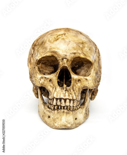 Human skull isolated on white background.