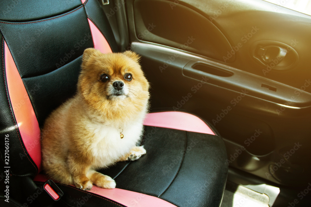 Pomeranian car clearance seat