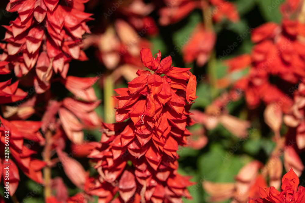Scarlet Sage Flowers in Bloom Scarlet Sage Flowers in Bloom