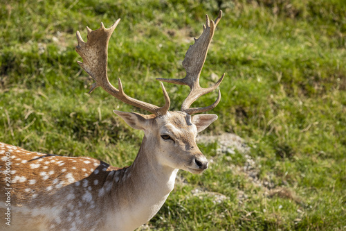 Fallow Deer,  Dama dama © Gert Hilbink