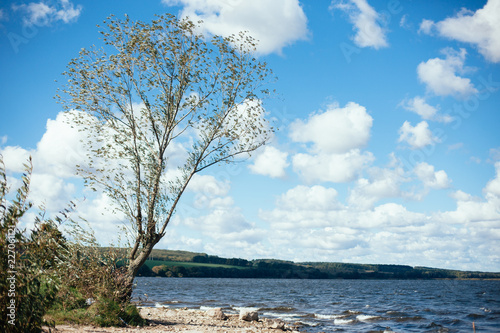 tree near the sea