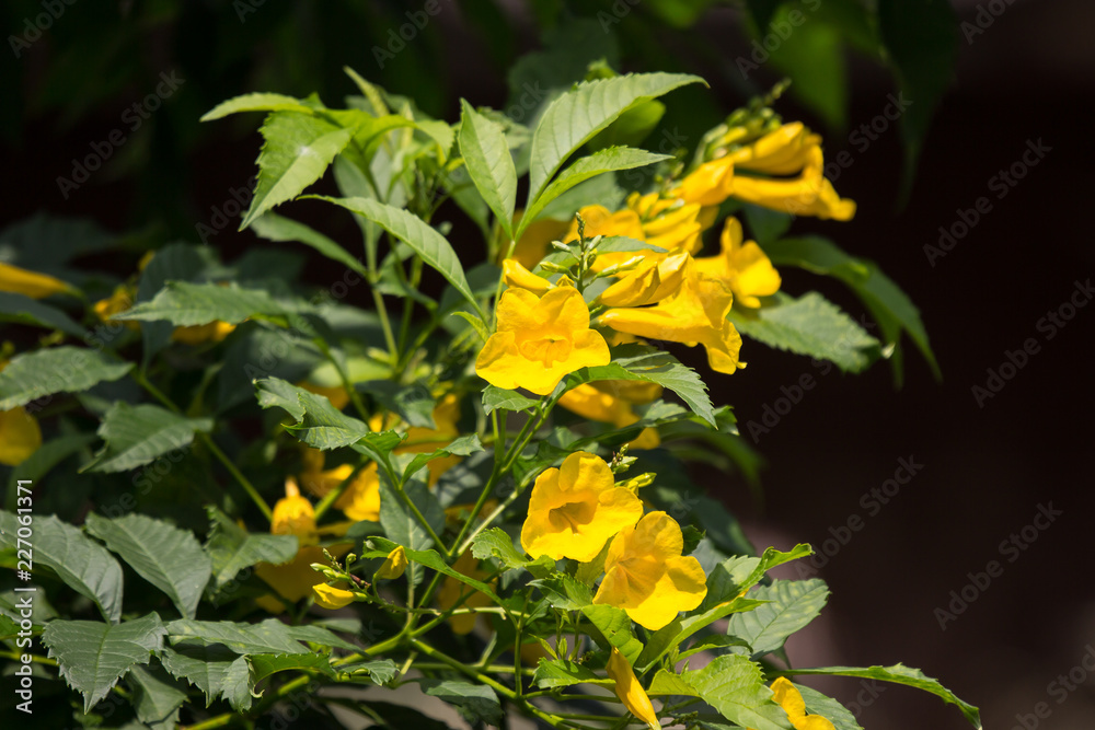 Close up of Yellow flower, Yellow elder Close up of Yellow flower, Yellow elder