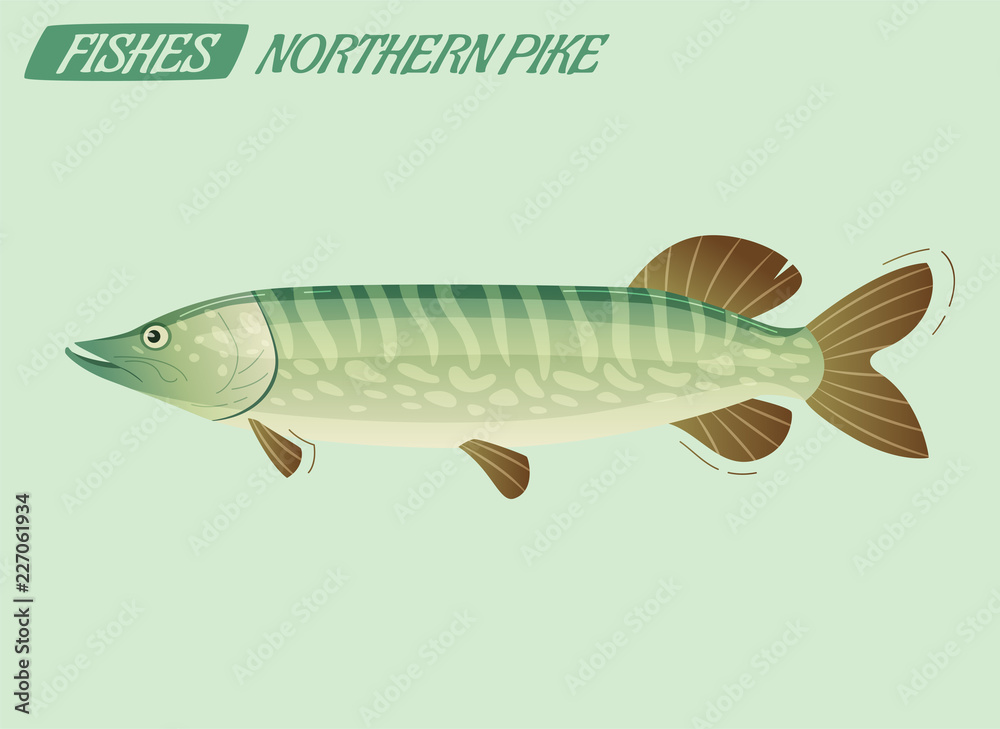 Obraz premium Fish character. Cartoon vector illustration