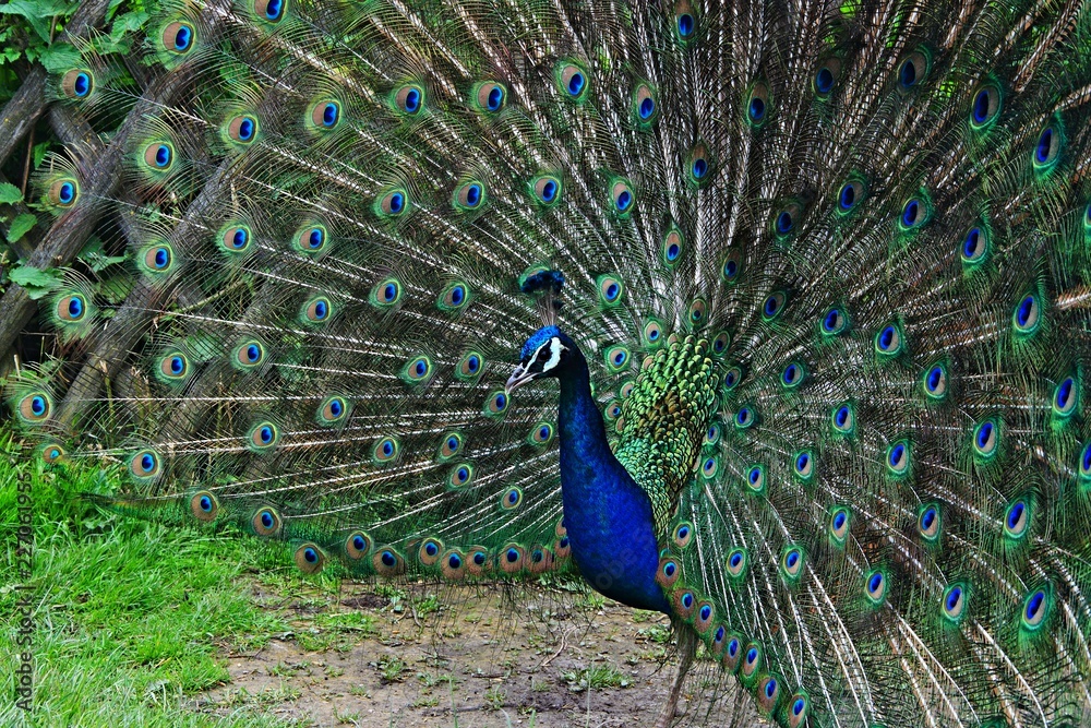 Naklejka premium Peacock