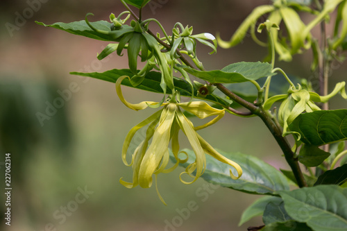 yellow desmos chinensis flower photo