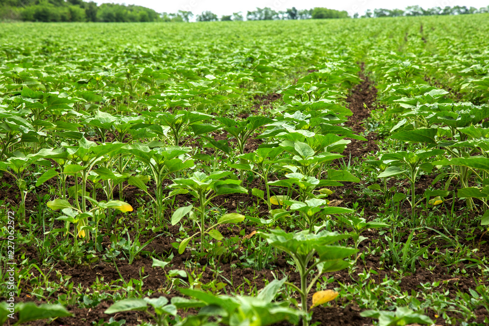 Spring field of seedlings of young green sunflower seedlings. The first seedlings of young green plantation sowing oily sunflower seedlings Spring field of seedlings of young green sunflower seedlings. The first seedlings of young green plantation sowing oily sunflower seedlings
