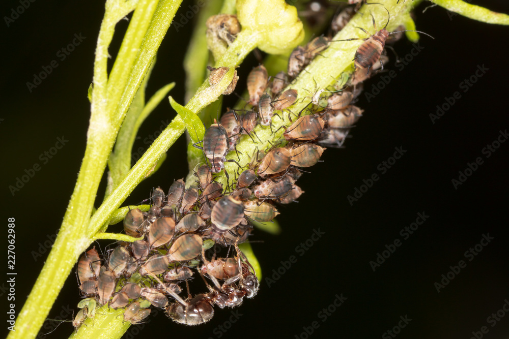 Fototapeta premium Ants and aphids on the plant.