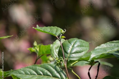 yellow desmos chinensis flower photo